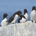 razorbill_msi_h_2404_can1762.jpg